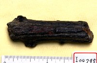 藏品(臺灣斑鹿角)的圖片